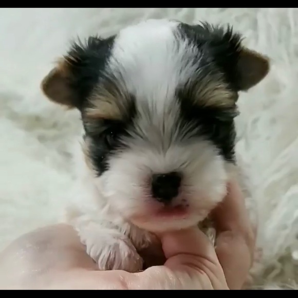 Meet your Posher, Robbie - Picture 1 of 1